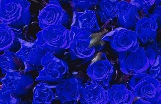 蓝玫瑰的花语是什么？,第3图