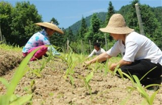 白芨的种植技术,第2图