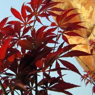红枫树种植方法,第3图