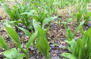 白芨的种植风险,第3图