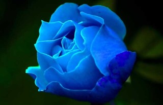 蓝玫瑰的花语是什么？,第1图