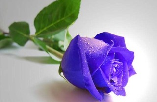 紫玫瑰的花语是什么？,第1图