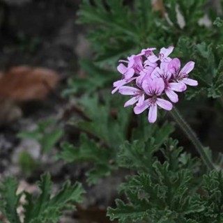 驱蚊草种子价格及种植方法,第4图