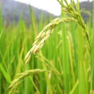 水稻中后期优质高产管理五措施,第1图