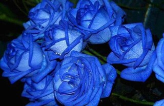 蓝玫瑰的花语是什么？,第4图