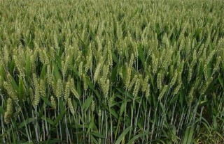 影响小麦高产的因素,第2图