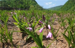 白芨的种植风险,第4图