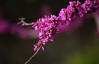 如何使紫荆在元旦开花,第2图