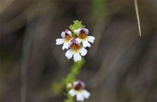 小米草的种植方法,第4图