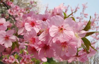 樱花的颜色有几种？,第3图