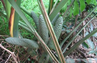 龟背竹的繁殖方法,第1图