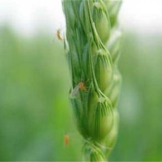 小麦吸浆虫防治技术,第2图