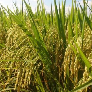 水稻中后期优质高产管理五措施,第5图