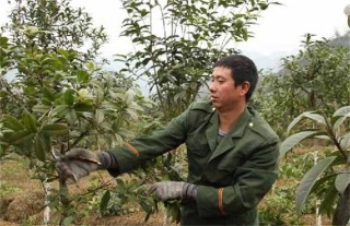 桂花树修剪时间和方法,第2图