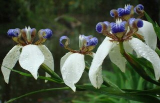 鸢尾花种子价格及种植方法,第3图