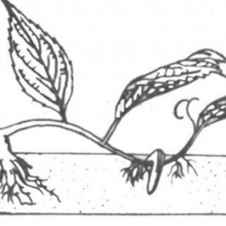 花木压条繁殖技术,第3图