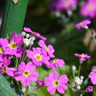 樱花草的花语和传说,第4图