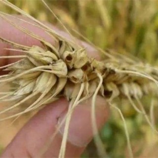 小麦吸浆虫防治技术,第5图