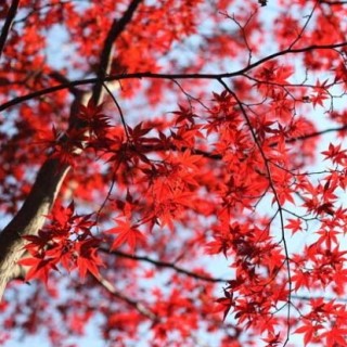 枫树叶为什么会变红？,第2图