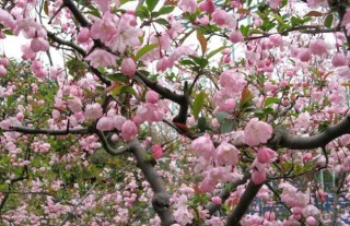 樱花树栽培几年开花？,第3图