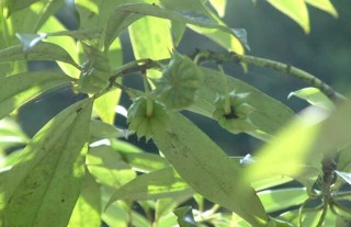 八角茴香树苗价格及种植方法,第3图