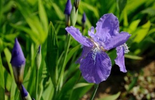 鸢尾花种子价格及种植方法,第2图