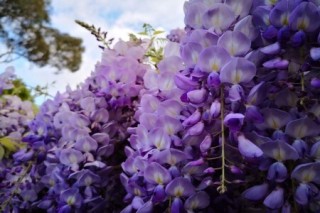 紫藤的花语和寓意，有什么传说故事,第3图