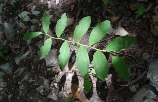 玉竹的种植前景,第2图