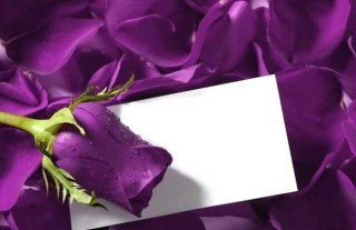 紫玫瑰的花语是什么？,第2图