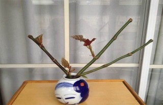 竹节海棠怎么扦插,第3图