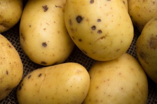 土豆什么时候种最合适,第1图