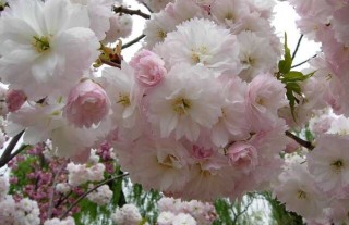 樱花树栽培几年开花？,第4图