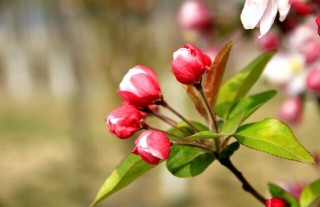 秋海棠和海棠的区别,第1图