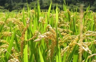 水稻促早熟方法,第1图