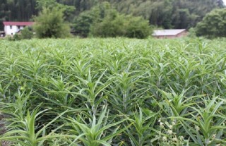 食用百合种植的方法与时间,第2图