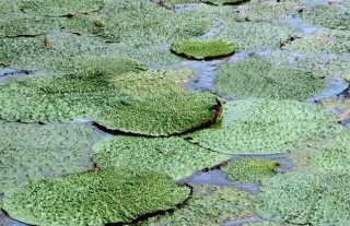 芡实种子价格及种植方法,第2图