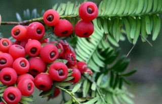 红豆杉的种植前景,第4图