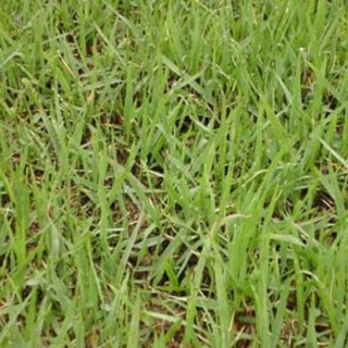 结缕草的种植技术,第3图