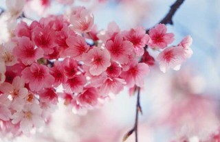 樱花的花语和传说,第4图