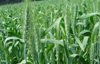 小麦种子价格及种植方法,第4图
