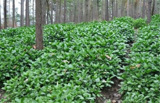 秋季种植什么药材好,第1图