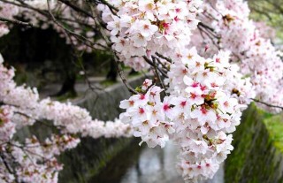 樱花的花语和传说,第1图