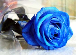 蓝玫瑰的花语是什么？,第2图