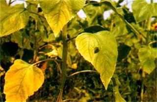 向日葵常见病虫害防治方法,第2图