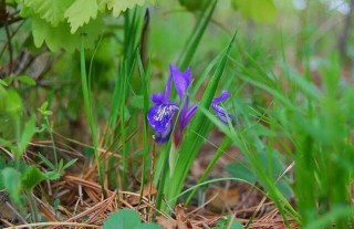 兰花的花语及象征意义,第4图