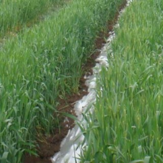 小麦的田间管理技术,第3图