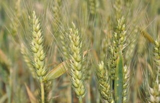 小麦种子价格及种植方法,第1图