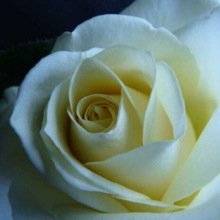白玫瑰的花语是什么？,第1图