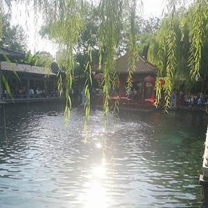 济南适合养什么花，市花和市树是什么,第1图