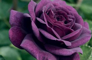 紫玫瑰的花语是什么？,第3图